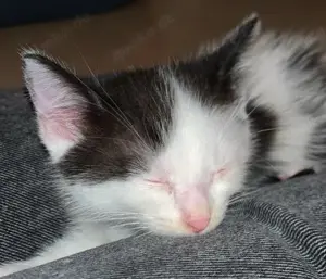 Babykatze abzugeben
