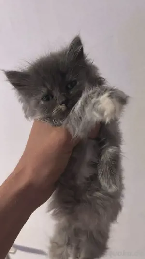 schöne Katzenbabys