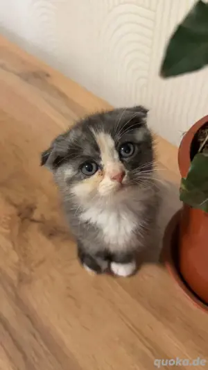 Kitten suchen neue Liebesvolle Zuhause.