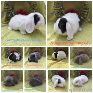 Zwergwidder Mini Lop kastriert 