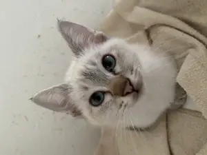 Siam Heilige Birma Kitten (Kater)