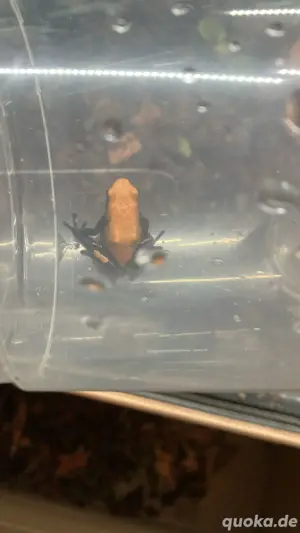 1.0 Adelphobates Galactonotus Orange 