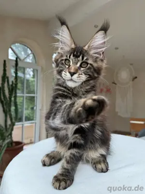   Mega schönes Maine coon Kater kitten mit stammbaum  