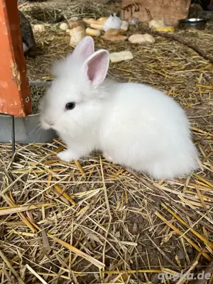 Löwenkopf Zwergkaninchen