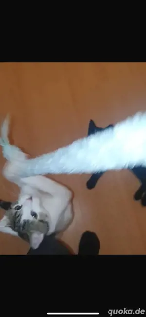 katzen zu verkaufen 