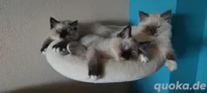 Ragdoll Kätzchen Kitten 