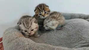 Bkh Kitten 