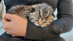 Bkh Kitten  Bild 3