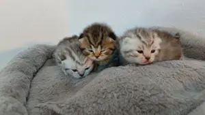 Bkh Kitten  Bild 2