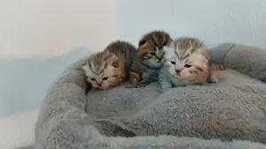 Bkh Kitten  Bild 6