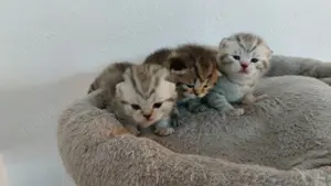 Bkh Kitten  Bild 4