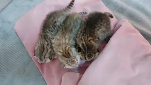 Bkh Kitten  Bild 5