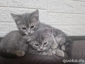 BKH kitten suchen ein neues zuhause!!!