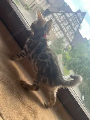 Bengalkitten vollständig geimpft mit EU Pass