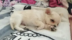 Reinrassige Chihuahua Hündin welpe . 