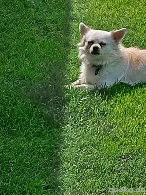 Chihuahua Rüde 4 Jahre