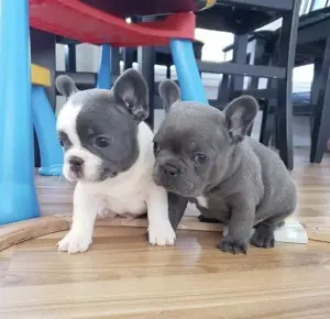 Französische Bulldoggen Welpen suchen ein schönes Zuhause