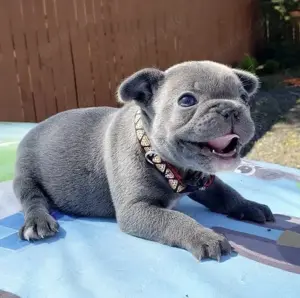 Französische Bulldoggen Welpen suchen ein schönes Zuhause