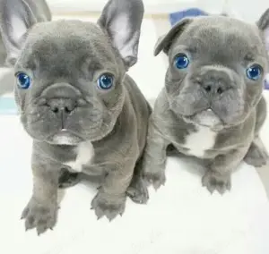 Französische Bulldoggen Welpen 