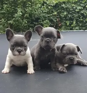 Französische Bulldoggen Welpen suchen ein schönes Zuhause