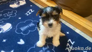 Biewer  Yorkshire  Terrier Weibchen