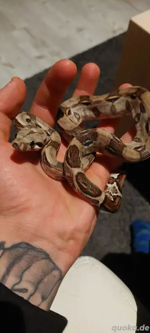 Boa constrictor 