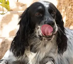 Jumel,English-Setter - ein herzensguter,aktiver Hundebub,der als Jagdhund ein tristes Leben hatte.