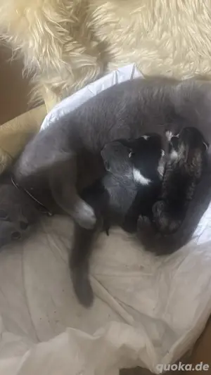 Bkh Russiche Kitten 