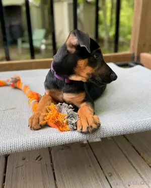 Dobermann-Welpen verfügbar. WhatsApp: 15510055069