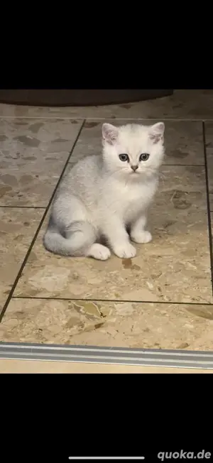 Wunderschöne BKH Kitten Britisch Kurzhaar Katze
