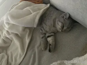Liebevolle britisch kurzhaar katze 