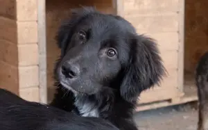 Jungspund Simon auf der Suche nach seinem Glück