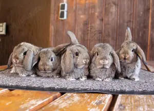 Kleine Zwergwidder Kaninchen Babys Zwerghasen SOFORT