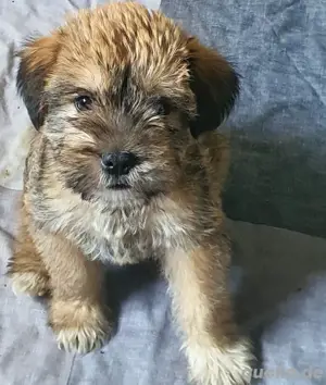 Wunderschöne Welpe Shih Tzu mix