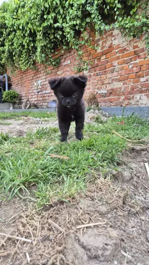 2 Welpen (Pomeranian x Mops)   Rüden in liebevolle Hände abzugeben 