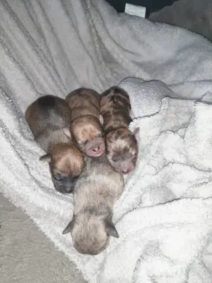 4 Chihuahuawelpen abzugeben