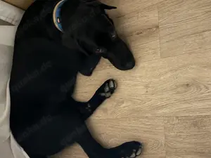 Labrador in liebevolle Hände abzugeben