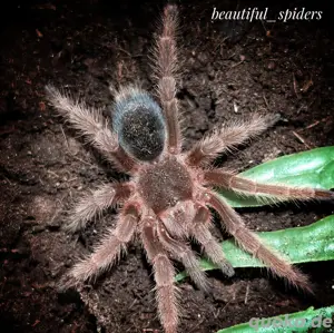 1.0 Grammostola anthracina, Vogelspinne 