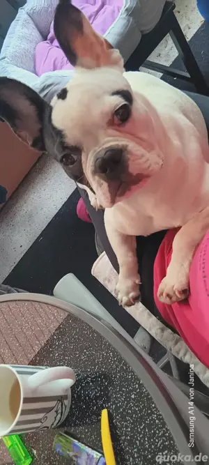 Französische bulldogge fast 6 monate
