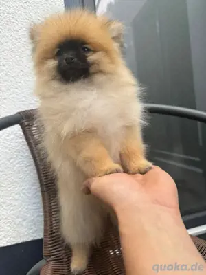 Pomeranians-Welpen. 