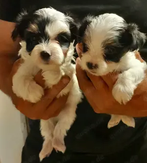 Biewer yorkshire terrier Welpen 