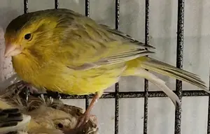 Hübsche Kanarienvögel 