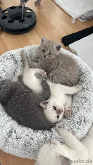 babykatzen BKH-Blue Point 