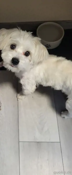 2 Süsse Hunde 