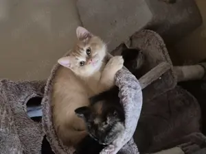 Bkh Babykatzen  