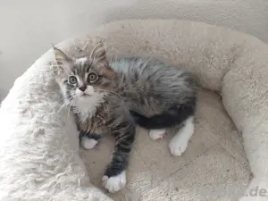 Maine Coon Kitten Junge reinrassig