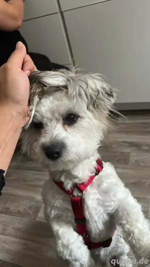 maltezer hund 