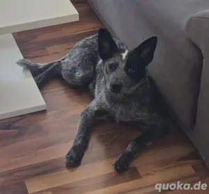 Australian Cattle Dog Rüde 8 Monate