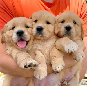 Golden Retriever welpen