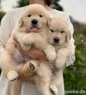 Golden Retriever Welpen Bild 3